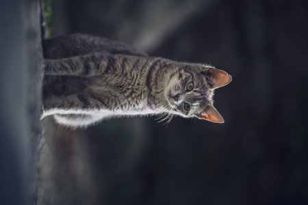Cute tabby cat is climbing on the wall at home.