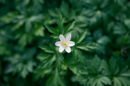 White flower anemone on a green blur background