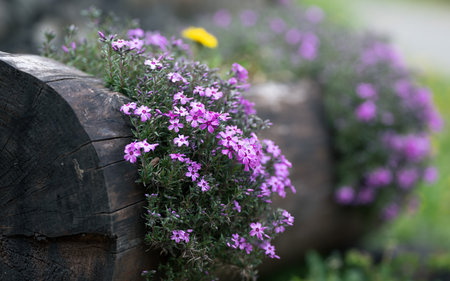 Purple flowers in a wooden pot in the garden. Selective focus..の写真素材