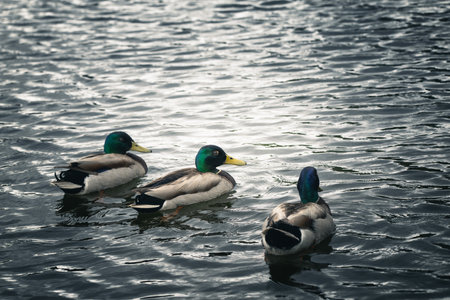 Mallard ducks swimming on a lake in the evening light.の写真素材