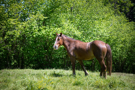 Brown horse in a green meadow in the countryside in summer.