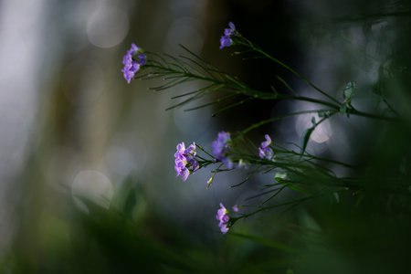 Purple wildflower cuckoo flower or cardamine pratensis on the background of the water, blurred...