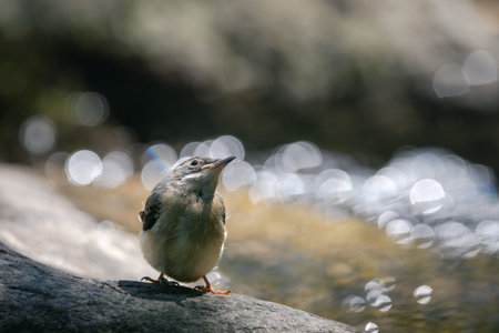 close-up of a small bird (yellow wagtail) waiting for its mother to return on a rock near the river