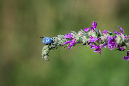 Blue beetle hoplia coerulea on a purple flower in a summer meadow. Close-upの写真素材