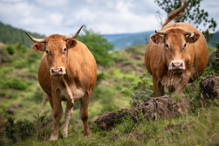 Portrait of two brown cows looking at camera on a hillside in the Pyrenees, Franceの写真素材
