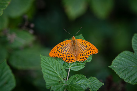 orange butterfly Fritillary on green leaf, top view