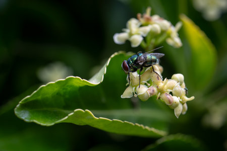 Close up of a green fly on a flower of spindle tree or euonymus a shrub that attracts fliesの写真素材