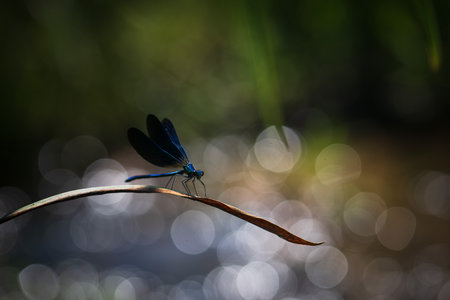 Dragonfly on a blade of grass with bokeh background.の写真素材