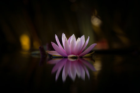 Lotus flower on the water in the dark, soft focus.