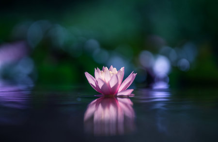 Lotus flower or Water lily on the water with reflection. Blurred bokeh background with shallow depth...
