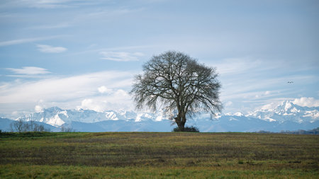 Alone tree in a meadow in southwestern France with snow capped Pyrenees mountains in the background