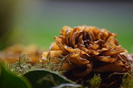 Dried camelliaの写真素材