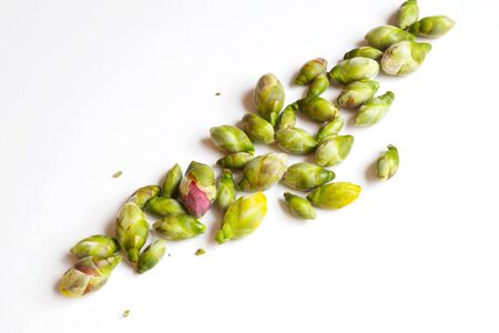 Cocoons of camelliaの写真素材