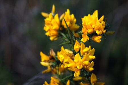 Chorima or "toxo" flowerの写真素材