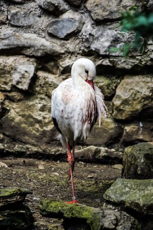 Stork hiding its beakの写真素材