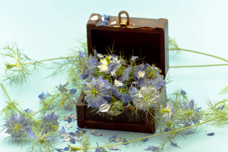 Nigella damascena flowers inside an aquamarine box