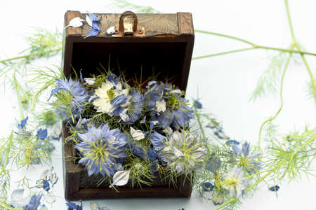 Nigella damascena flowers in a box
