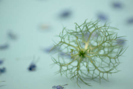 Nigella damascena flower without petals