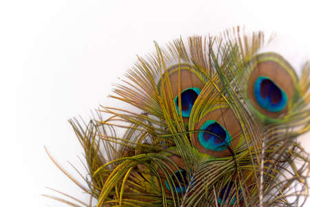 Peacock feathers with white background