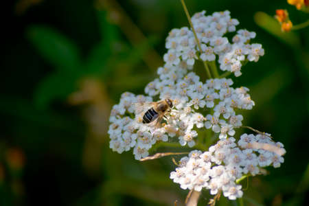 Bee on wildflowers