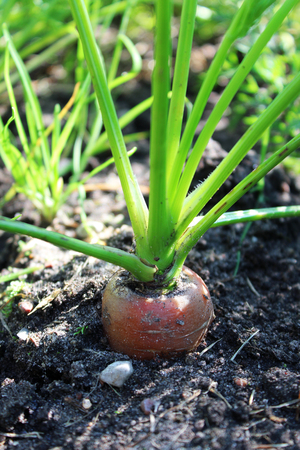 carrotの写真素材