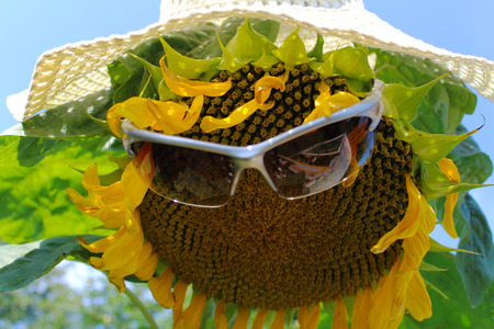 Sunflower hat and protective sunglassesの写真素材