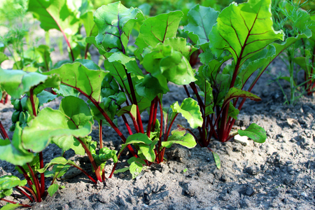 Beets on a vegetable gardenの写真素材