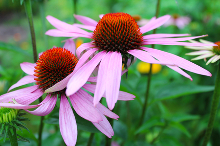 Beautiful garden flowers.の写真素材