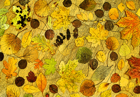 Autumn. Falling leaves.の写真素材