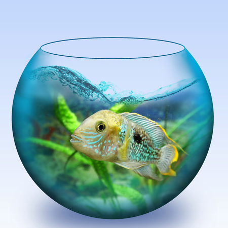 Glass aquarium with fishの写真素材
