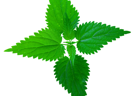 Green nettle isolated on white.の写真素材