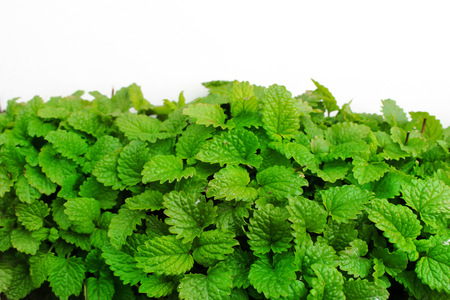 Fresh green leaves of lemon balm as a background image