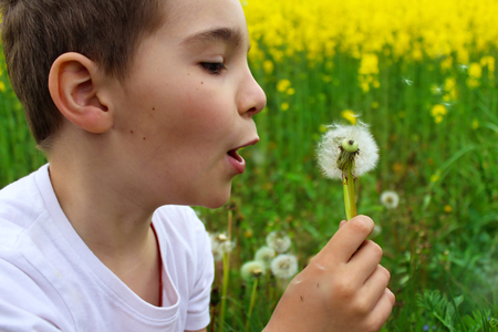 Funny boy with dandelions in the meadow in the summer.の写真素材
