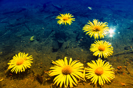 Yellow daisies on the water. Beautiful backgroundの写真素材