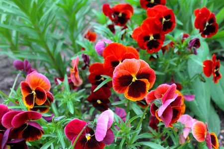 Red and purple flowers on a green background.の写真素材