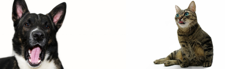 Portrait of a dog and cat on white backgroundの写真素材