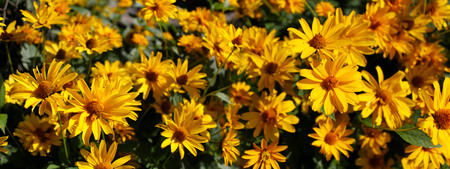 Panoramic image of yellow daisies. Floral background
