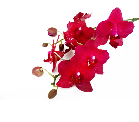 Purple Orchid flowers isolated on white backgroundの写真素材