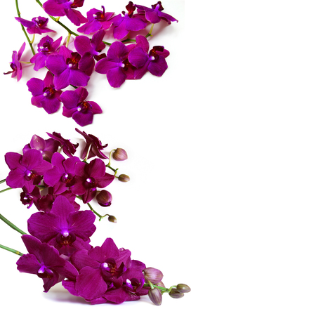 Purple Orchid flowers isolated on white backgroundの写真素材