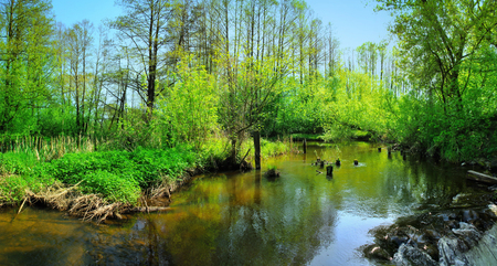 Forest waterfall on the river in summer. Beautiful scenery.の写真素材