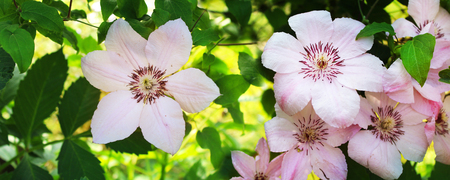 Panoramic image of pink flowers on a green background.の写真素材