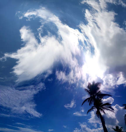 Tourism. Palm trees against a beautiful blue sky.の写真素材