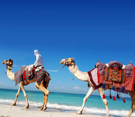 Arab riding a camel on a sandy beachの写真素材