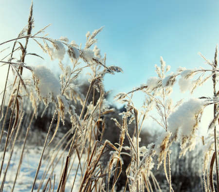 Blades of grass under snow. Winter backgroundの写真素材