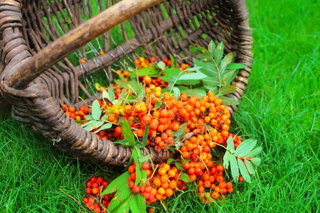 Bright Rowan berries in a wooden basket on the green grass.の写真素材
