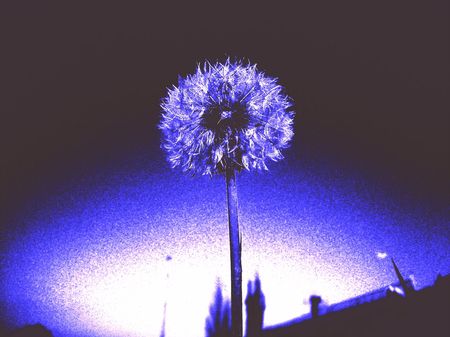 Abstract dandelionの写真素材