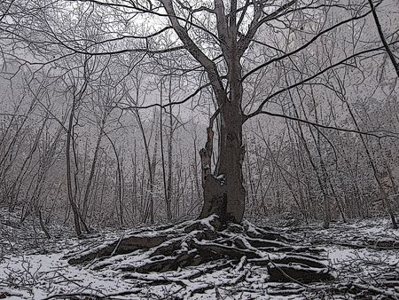 evening in forest