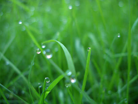 Green grass / Macro