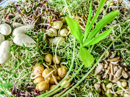 Salad plate full of different kinds of sprouts and almondsの写真素材