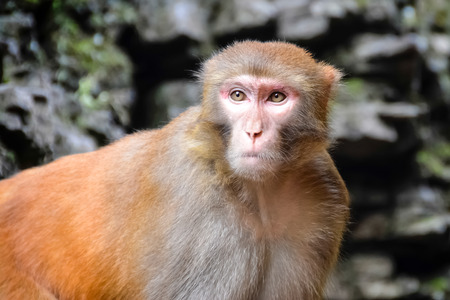 Close up of a Rhesus Macaque monkey at Three Gorges Tribe scenic spotの写真素材